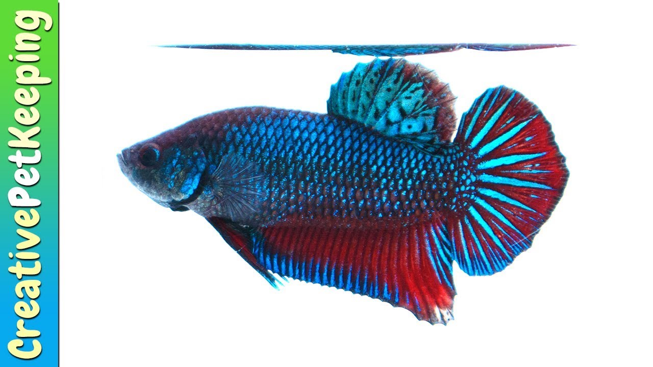 Betta Fish for Sale Online - Metallic Plakat