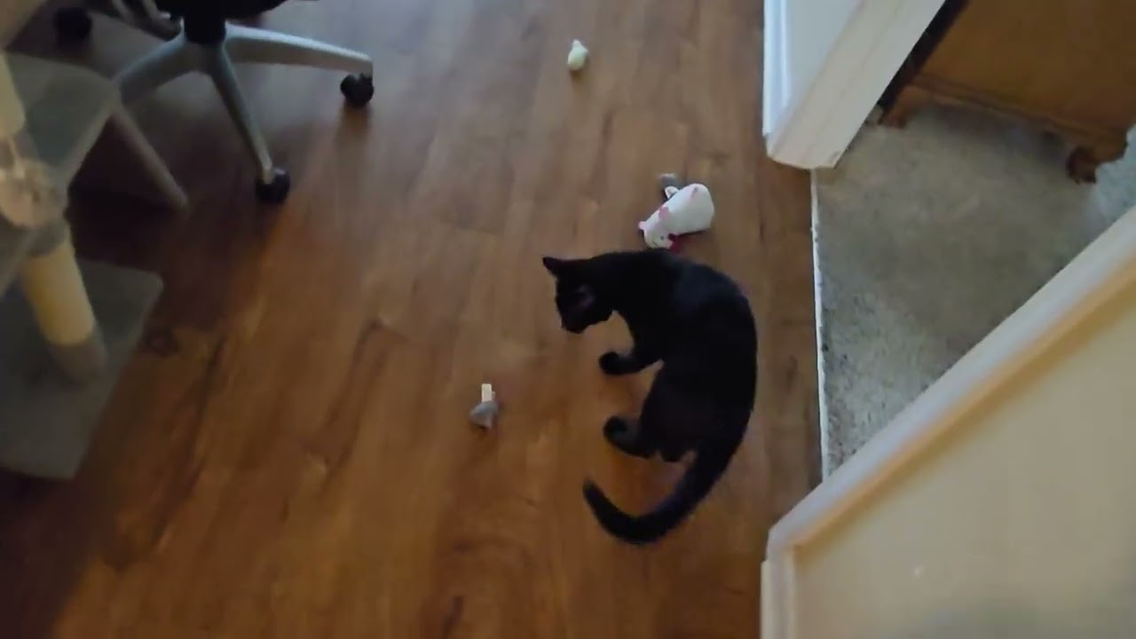 Deadmouse a conversation with Lucky 🐈‍⬛🐁