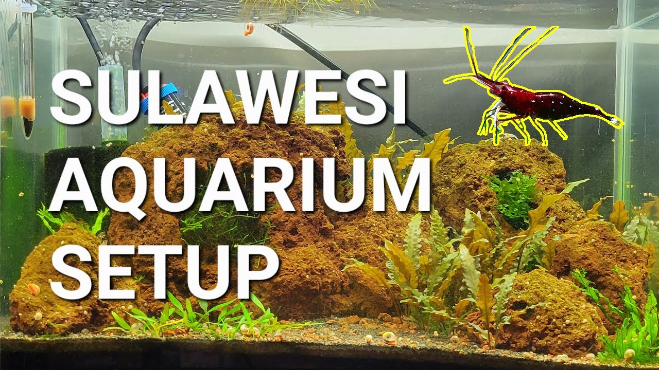 Sulawesi Shrimp Tank Setup