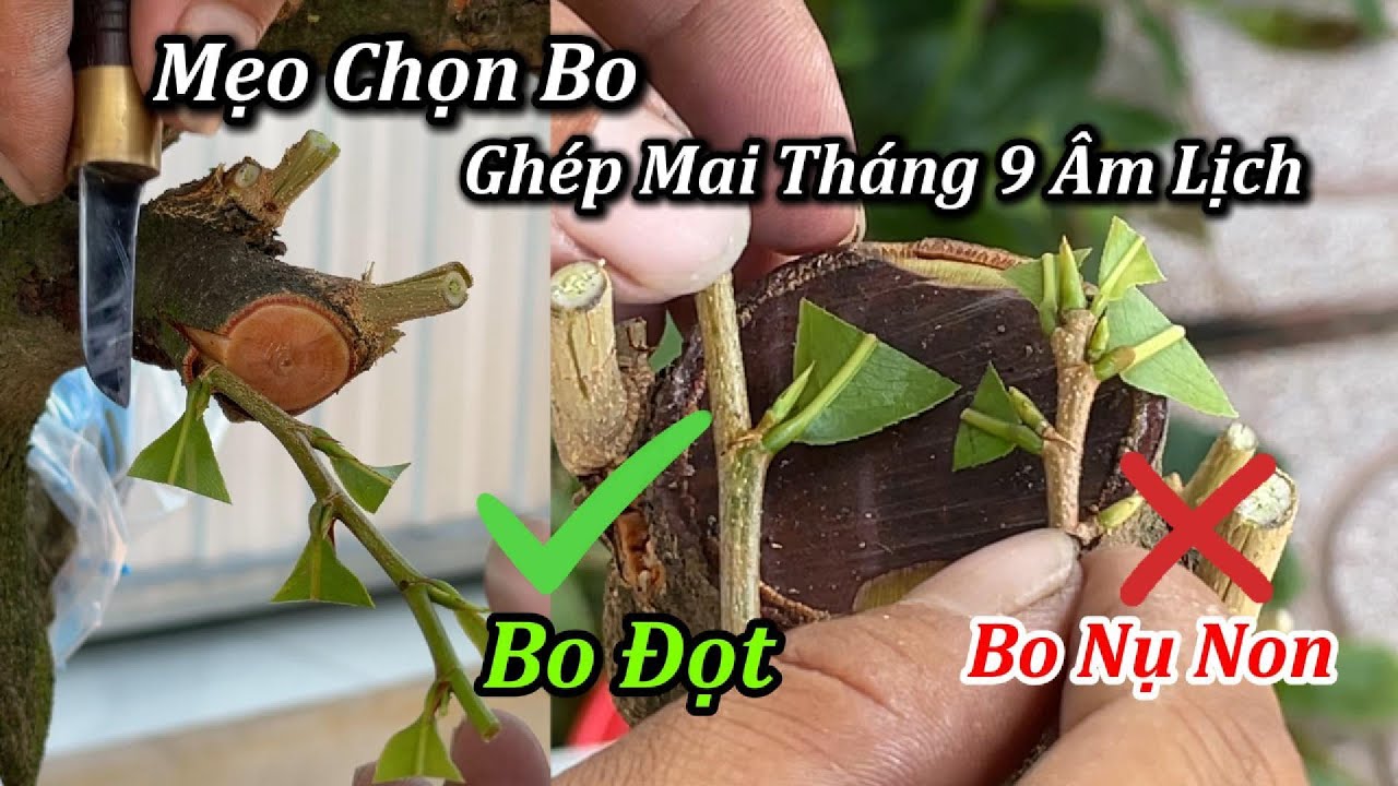 Mẹo Chọn Bo Ghép Mai Vàng Tháng 9 Âm Lịch - Mai Vàng Duy Hiếu