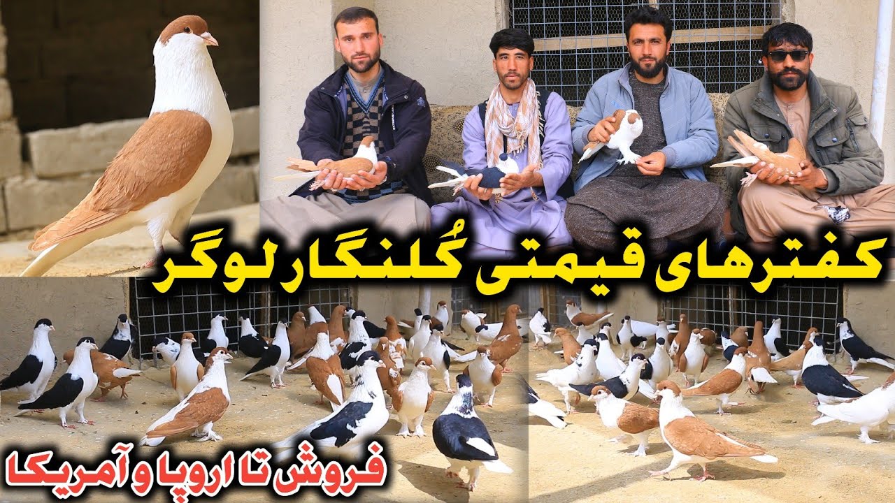 کفترهای قیمتی لوگر و فروش تا اروپا و آمریکا|کفترهای 1،000دالری کُلنگار لوگر|Logar Expensive Pigeons