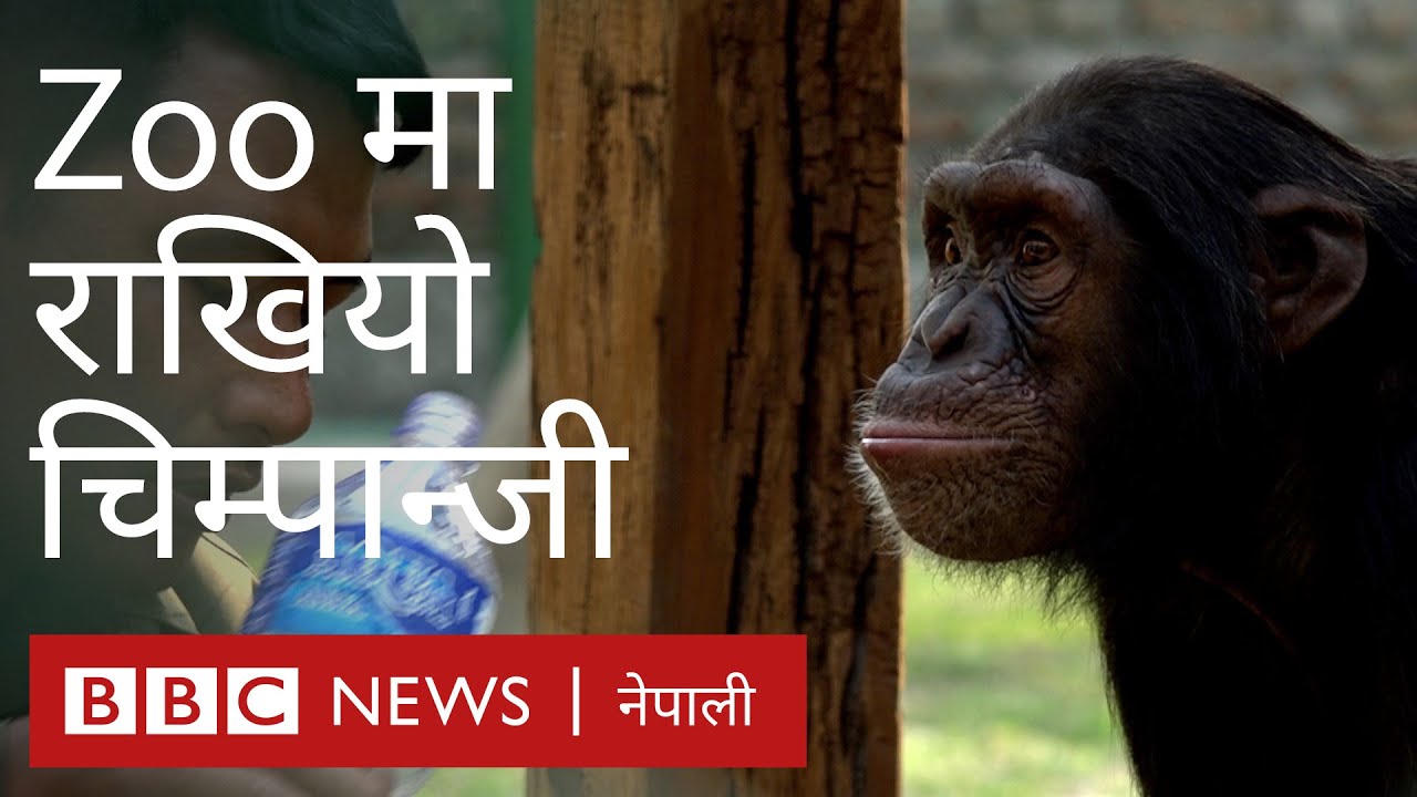नेपालको चिडियाखानामा दुई चिम्पान्जी - बीबीसी न्यूज नेपाली