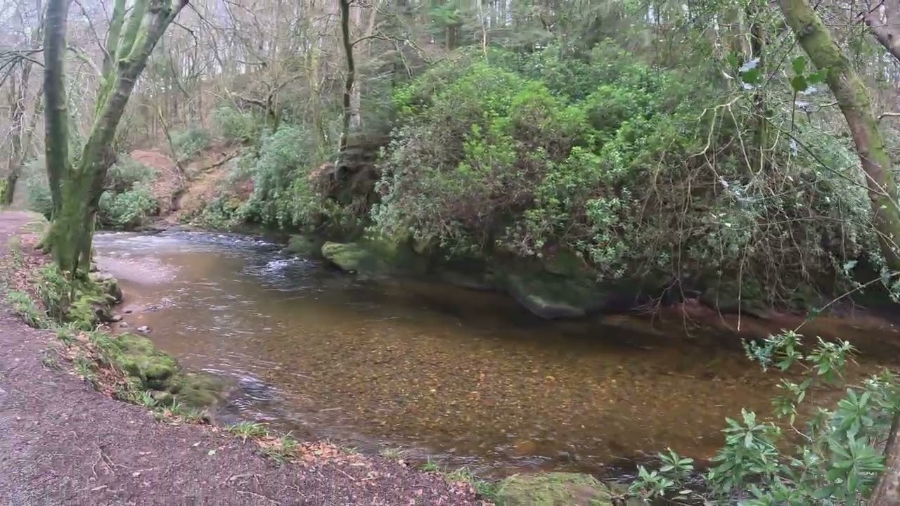 Calder River, Woodland walks , Feb 2026