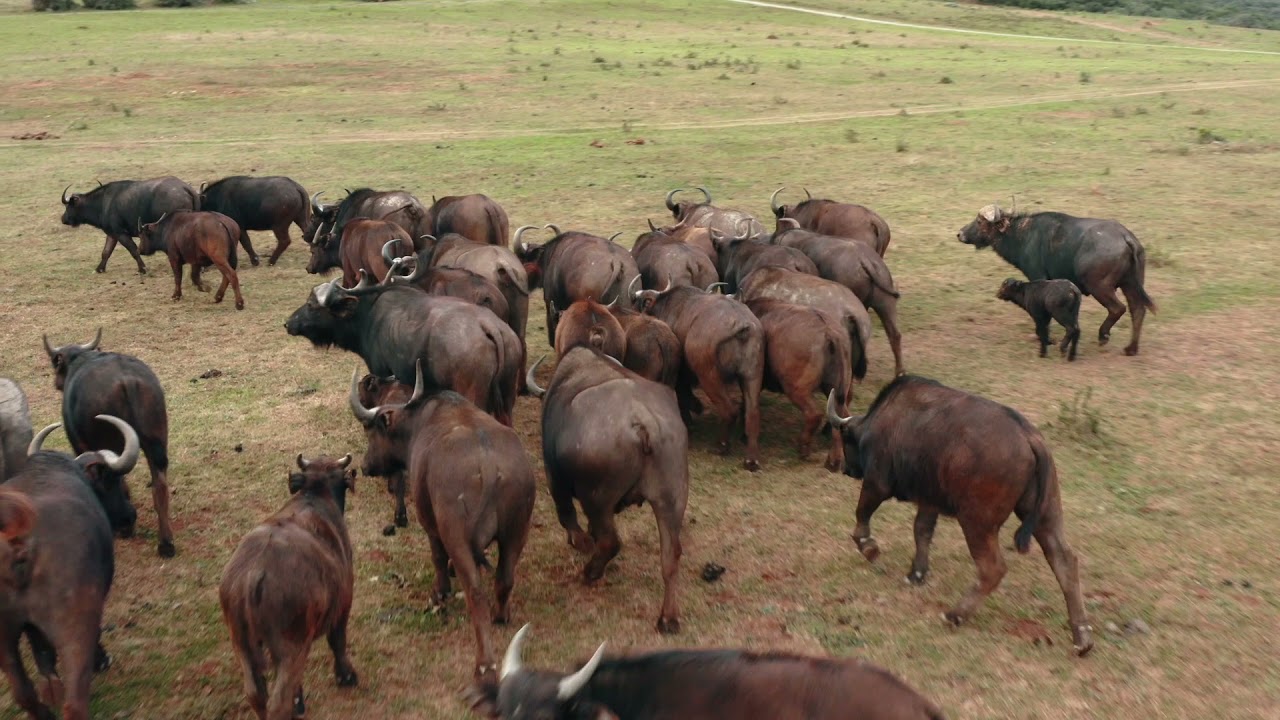 Big 5 Safari | Kariega Game Reserve