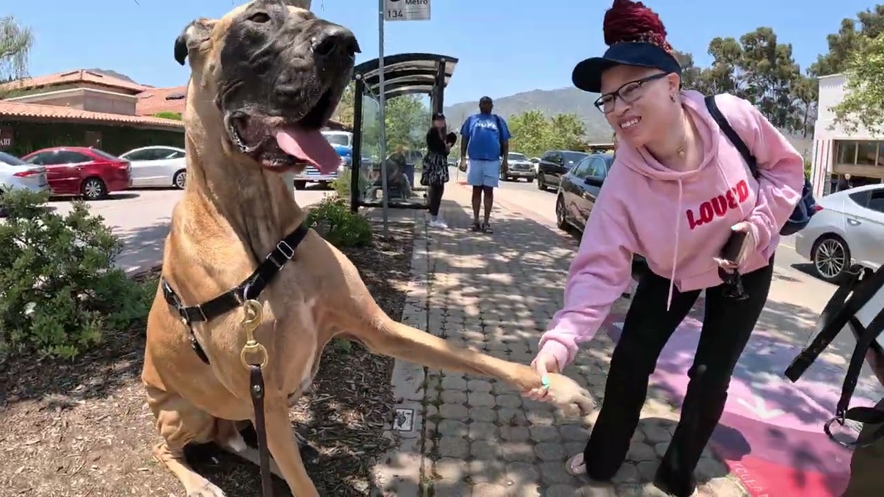 Cash 2.0 Great Dane meeting new people in Malibu 31
