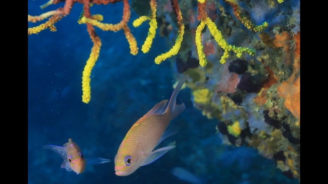 Dive Costa Brava, underwater habitats
