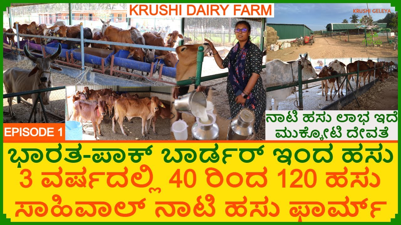 ಸಾಹಿವಾಲ್ 15 ಲೀ ಹಾಲು ಕೊಡುತ್ತೆ 8 ತಿಂಗಳವರೆಗು | 120 ನಾಟಿ ಹಸು ಫಾರ್ಮ್ | Sahiwal Desi Cow Farm | Nati Hasu