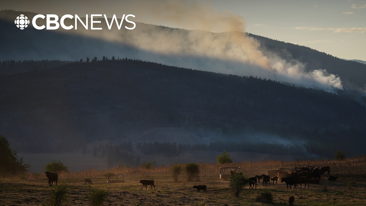 'Really quite scary': What it's like fleeing wildfires in B.C.'s Okanagan