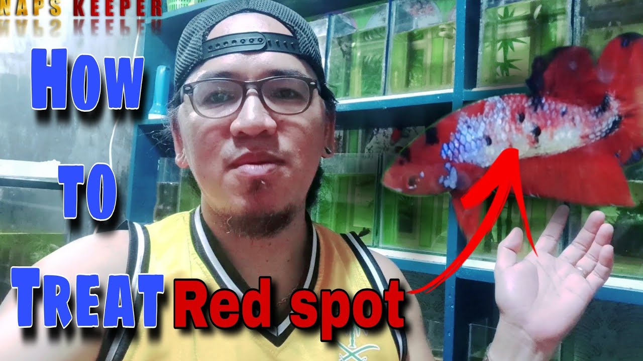How to Treat Red Spot on my Betta Fish | Shout-out