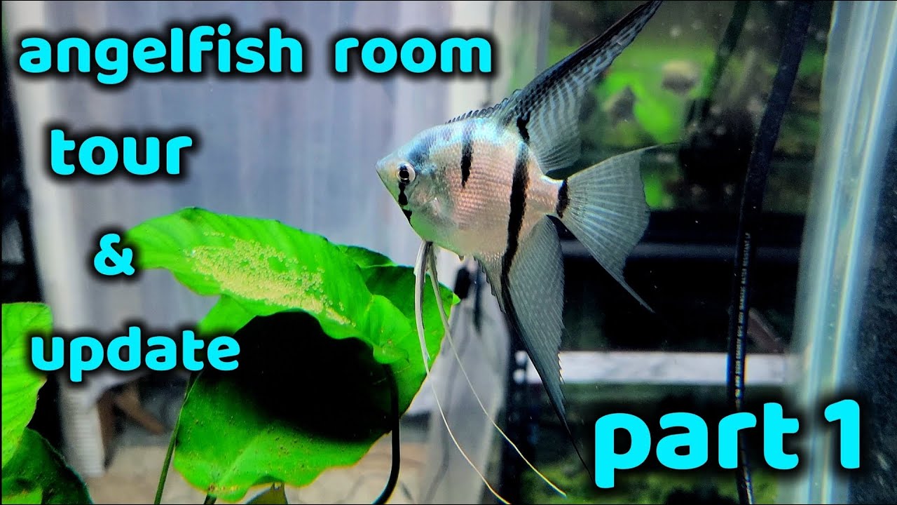 ТУР ПО КОМНАТЕ ANGELFISH, ИЮНЬ 2023, ЧАСТЬ 1 ИЗ 2