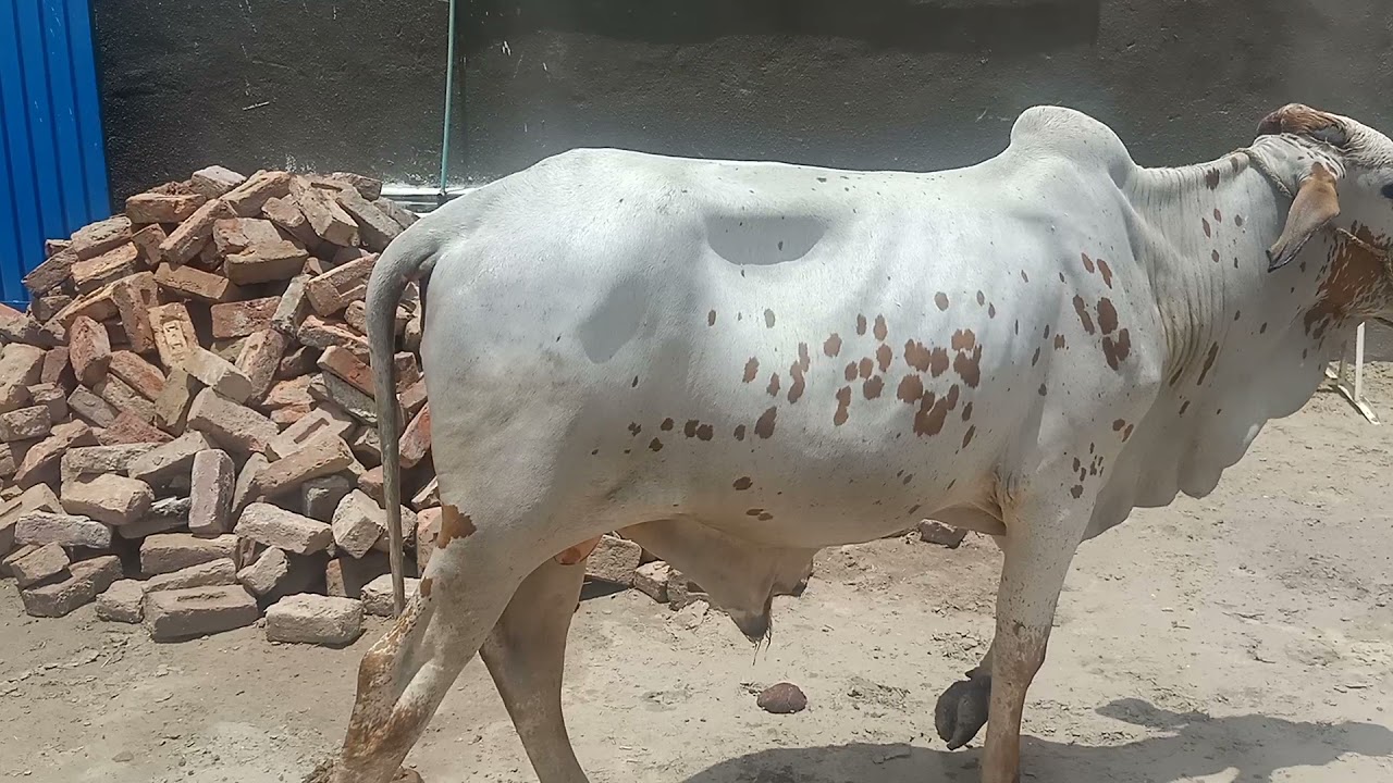 Mashallah sasta janwar ha