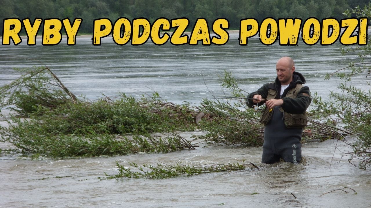 CO SIĘ DZIEJE Z RYBAMI PODCZAS WIELKIEJ WODY? / odc. 190