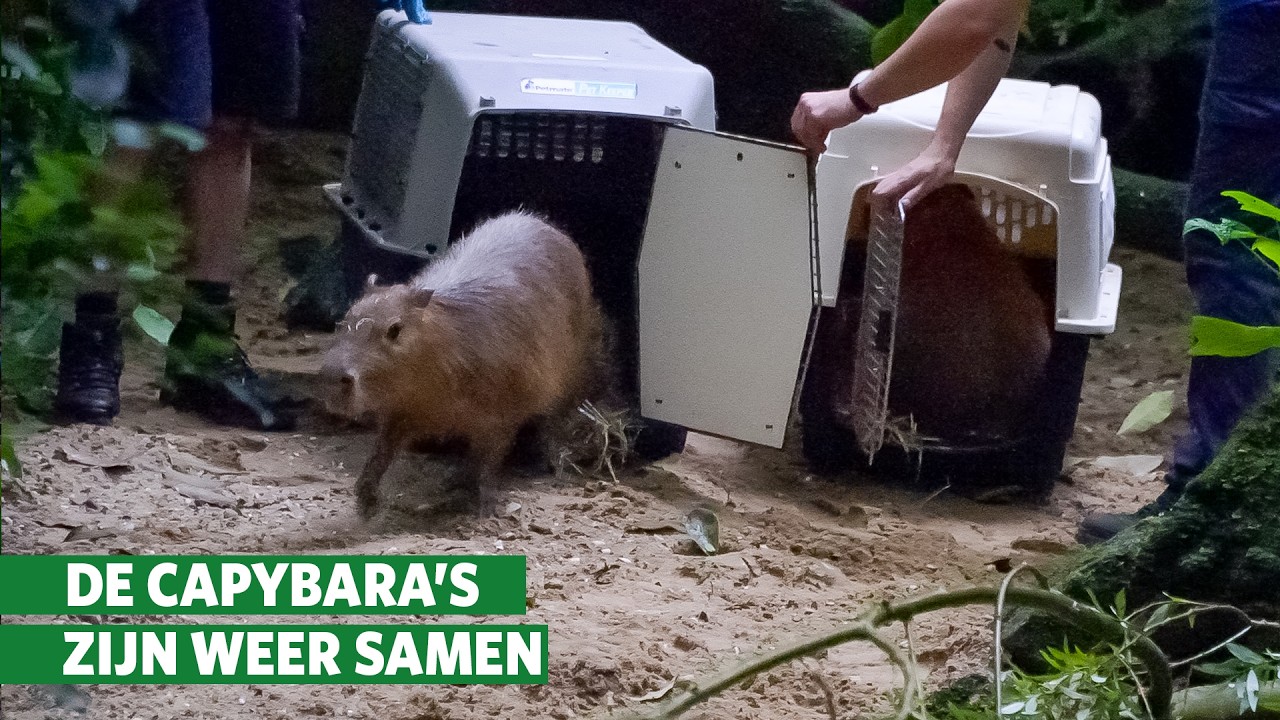 De capybara's zijn terug in de Bush!