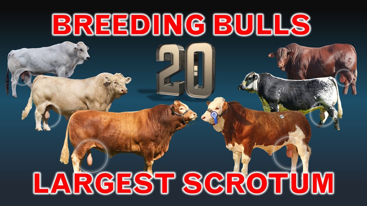 20 Breeding Bulls with Largest Testicle | Scrotal Circumference