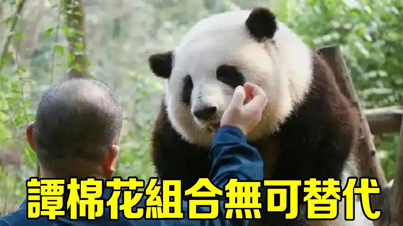 大熊貓花花趁著譚爺爺休假，瘋狂拿捏新奶爸，直到譚爺爺回歸才會乖寶寶！【辣豆娱乐】