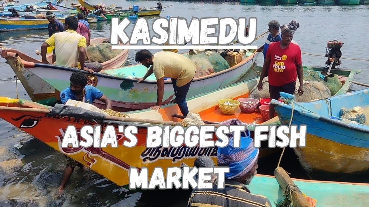 OVERVIEW of KASIMEDU FISH MARKET | From sea to Auction | @CosmicBangs