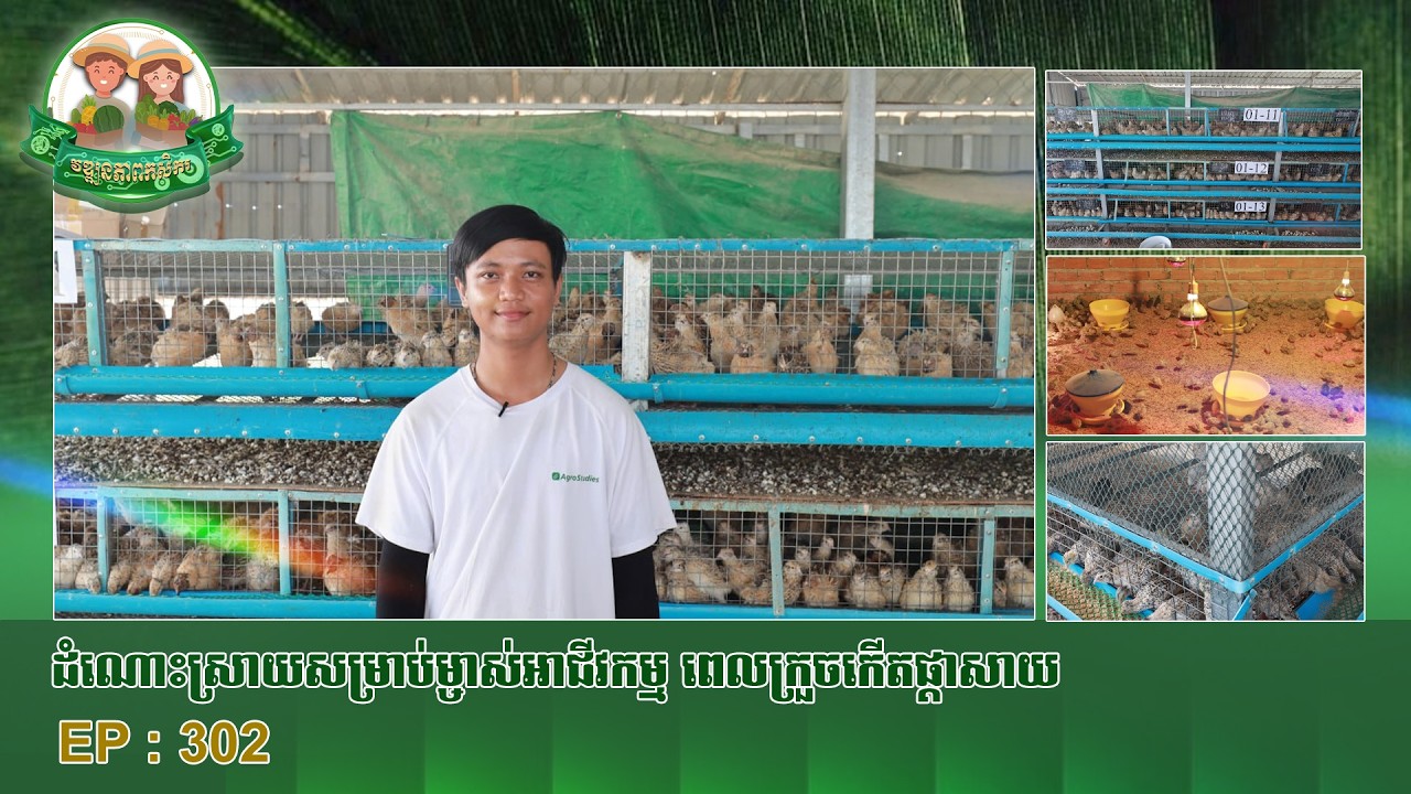វឌ្ឍនភាពកសិករ​ ៖​​​​​​​ ដំណោះស្រាយសម្រាប់​ម្ចាស់អាជីវកម្ម ពេលក្រួចកើតផ្ដាសាយ