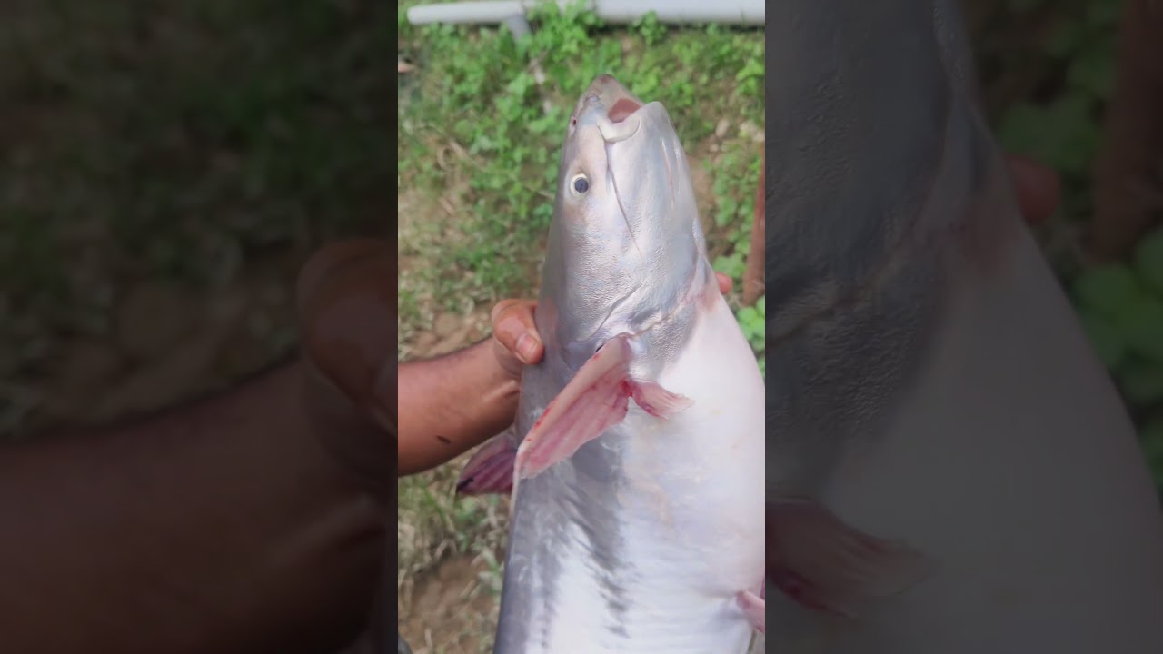 alhamdulillah patin buah naik lagi, sungai perak memang padu