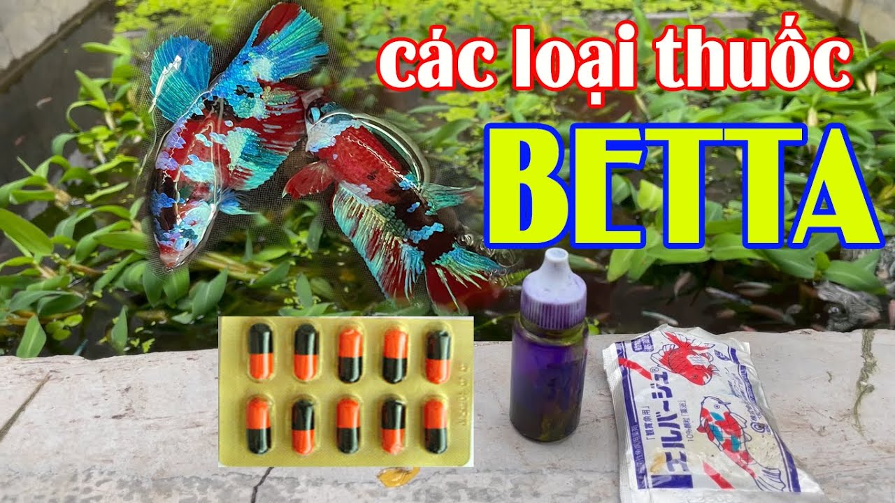 Những loại thuốc KHÔNG THỂ THIẾU khi nuôi cá BETTA ✩ 0932548988 Chưa Chắc Betta Farm