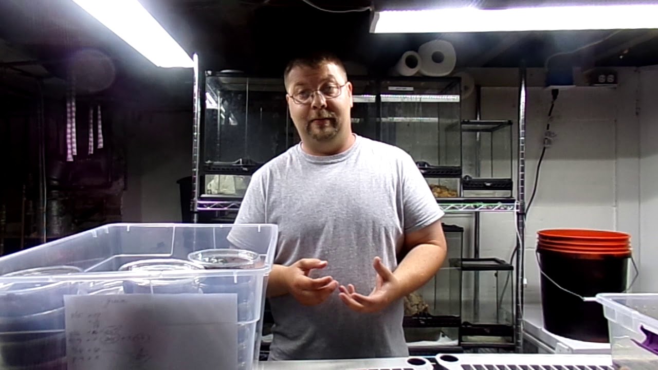 Pacman industry explained, and talking about hormone breeding