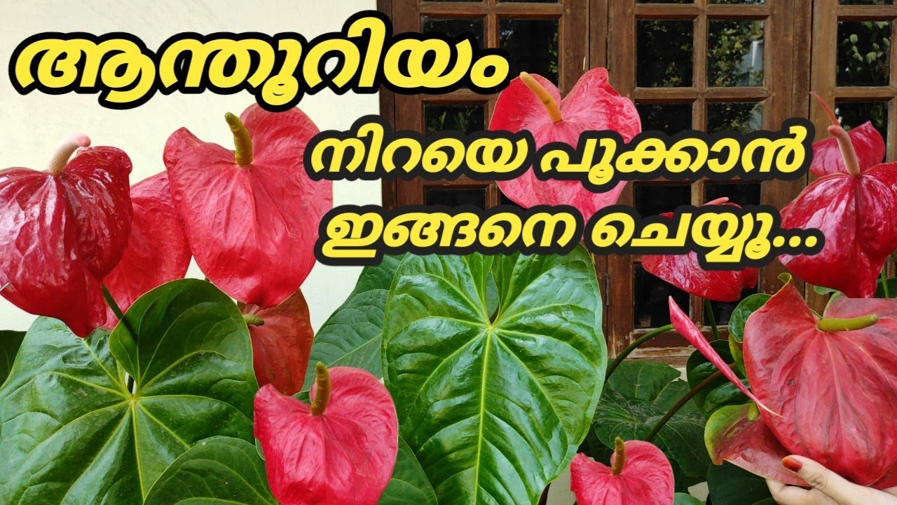 Anthurium plant care in malayalam part-2 / ആന്തൂറിയം തഴച്ചു വളരാനും നിറയെ പൂവിടാനും ഉള്ള Tips
