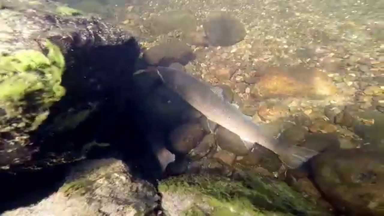 Forra laks snorkel