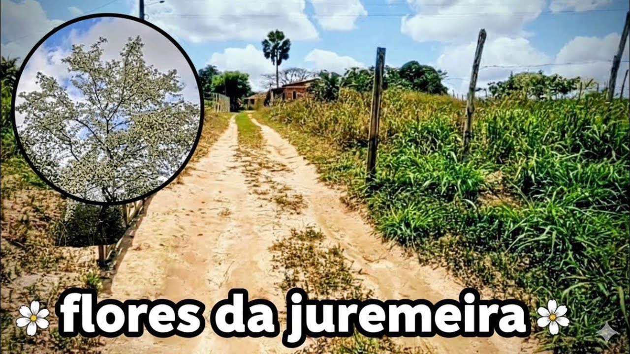 Veja como está nosso SÍTIO ATUALMENTE e a beleza da florada da juremeira.