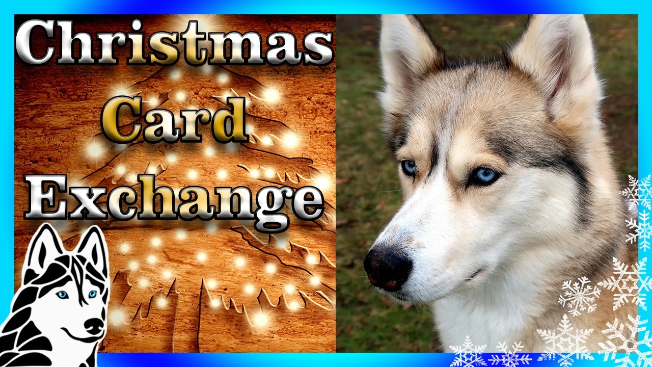 HUSKY CHRISTMAS CARD EXCHANGE and 12 DAYS OF GIVEAWAYS 🎄