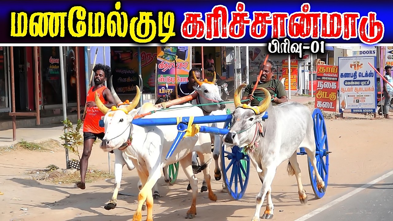 மணமேல்குடி 1கரிச்சான்மாடு (21.02.2026) பந்தயம்  #perai_raj_digital #reklarace2026