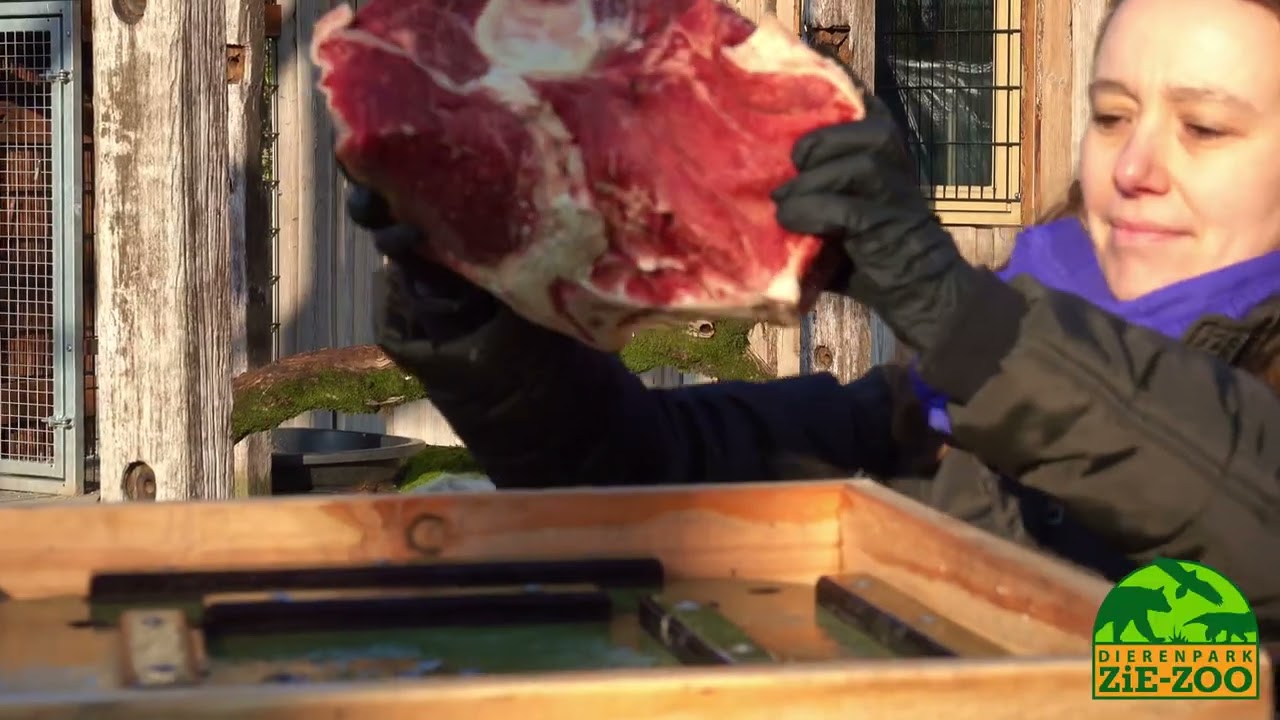 Trailer ZOOCperience Vogels Dierenpark ZIE-ZOO