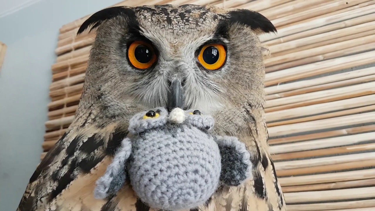 Сова или филин - вот в чём вопрос