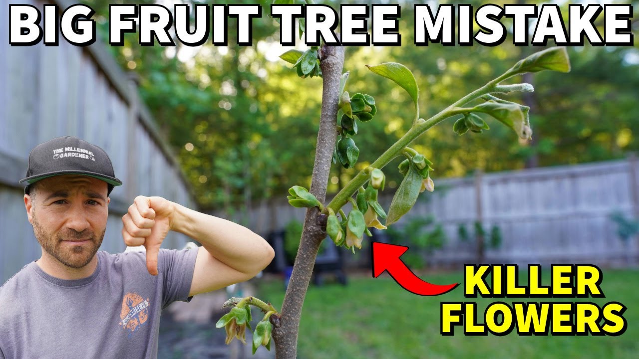 The Problem With GRAFTED FRUIT TREES: Don't Make This BIG Mistake!