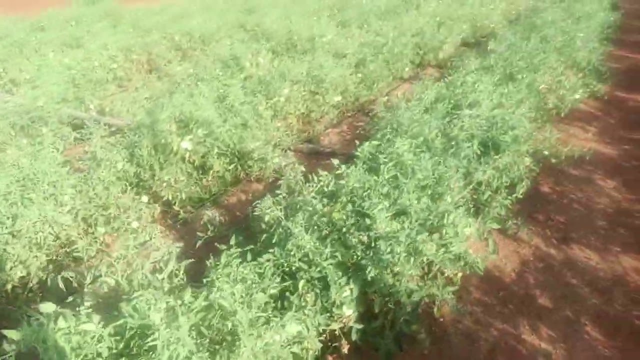 2 acre agree land for sale tenkasi district Alangulam taluka inthamkattali village price 1 acre 18 L
