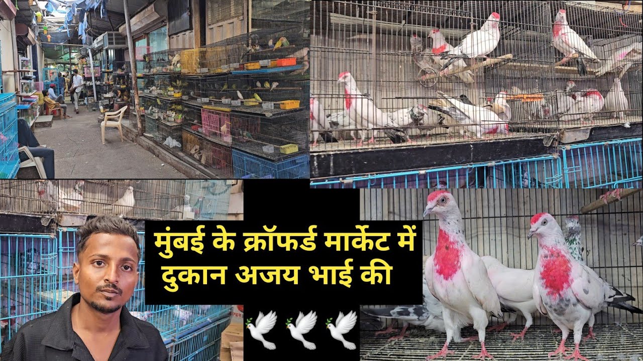 New Dukan🕊Mumbai Ke Crawford Market Me🕊Kabootar Ka Ajay Bhai Aur Dadya Bhai inka. Jai Kabootar