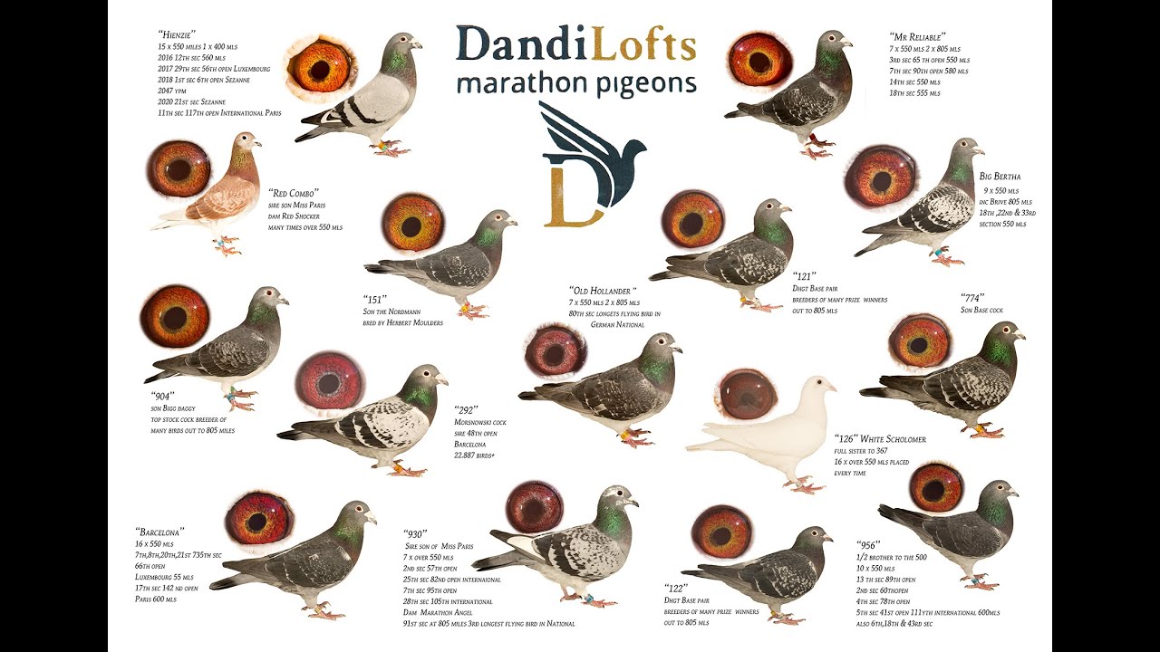 Dandiloft hit the Big screen  !   Ein Brite und seine Weitstrecken Rekordtauben NDR