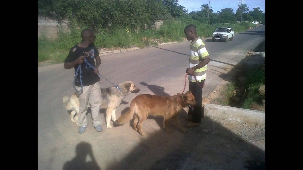 Chilemba wapawinga