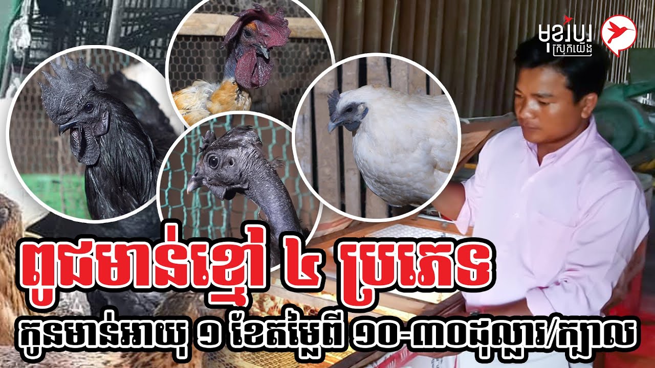 ពូជមាន់ខ្មៅ ៤ ប្រភេទ កូនមាន់អាយុ ១ ខែតម្លៃពី ១០-៣០ដុល្លារ/ក្បាល | មុខរបរស្រុកយើង