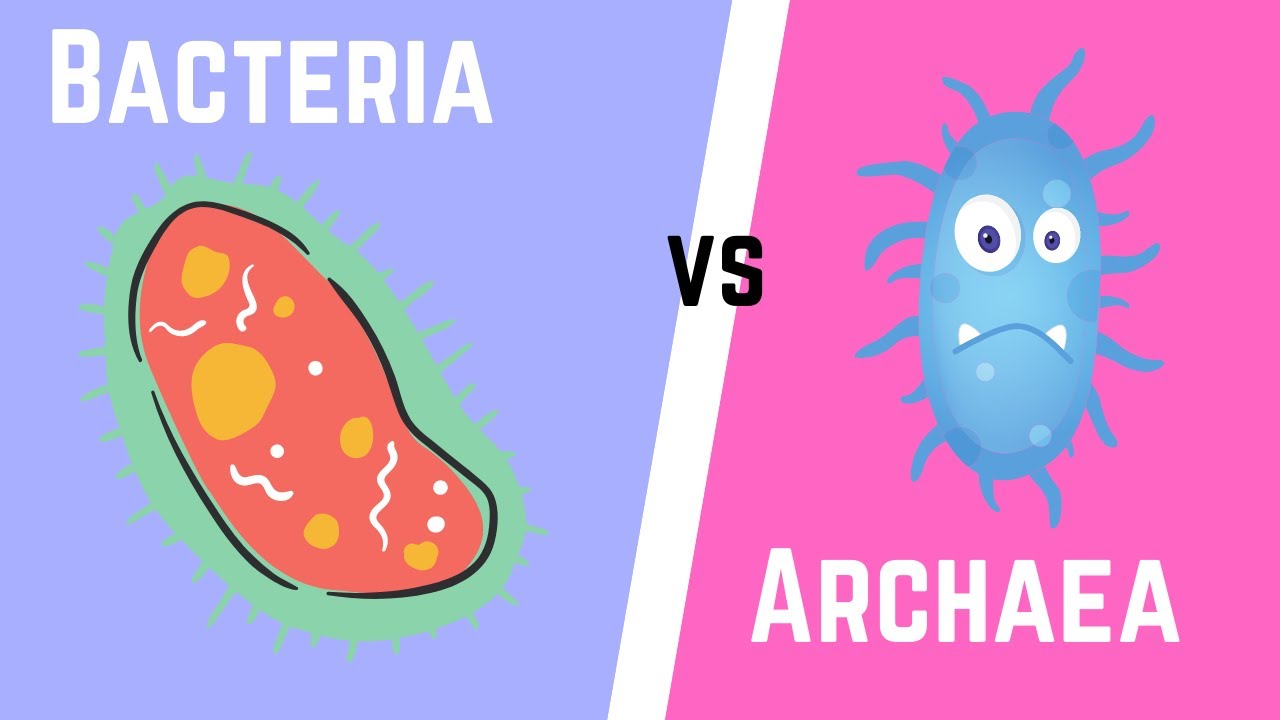 Difference between Bacteria and Archaea