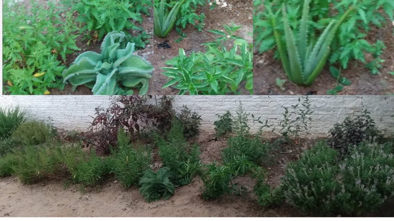 PLANTAS Medicinais para nossas GALINHAS