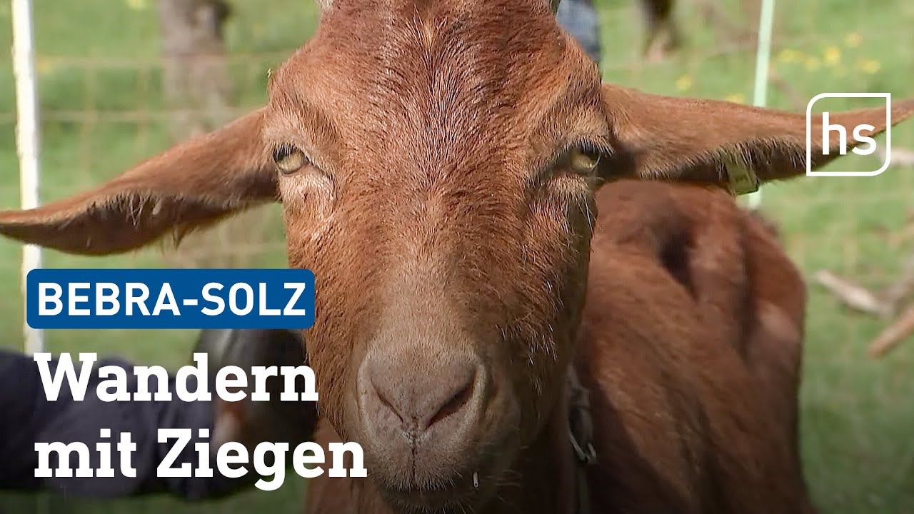Entschleunigung bei einer Ziegenwanderung in Bebra | hessenschau