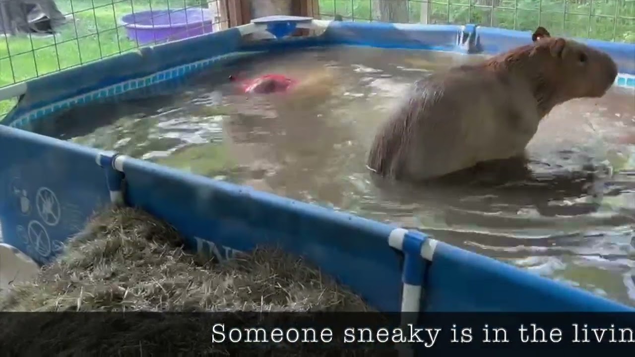 Snapper Swims with his Toy