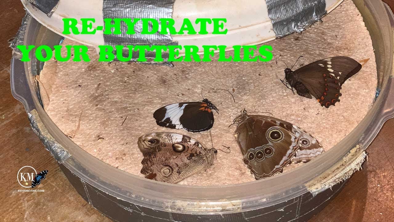 HOW TO REHYDRATE BUTTERFLY SPECIMENS TO MOUNT