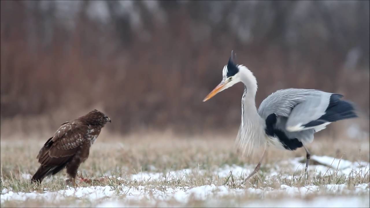 Grey heron fights common buzzard / czapla siwa i myszołów / Canon 400mm 5.6 , Canon 7D / bird fight