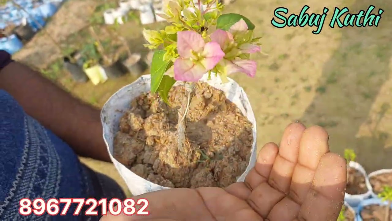 Bougainvillea Lovers ❤️ New Stock, Mother Plant & Chara | Sabuj Kuthi Nursery !