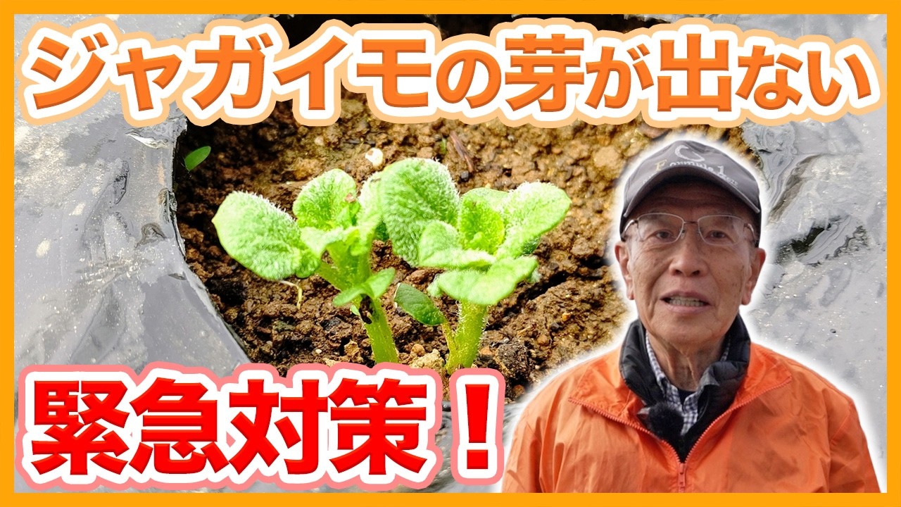 【ジャガイモ栽培】芽が出ない！？今すぐできる緊急対策を解説！【シェア畑】【農園ライフ】