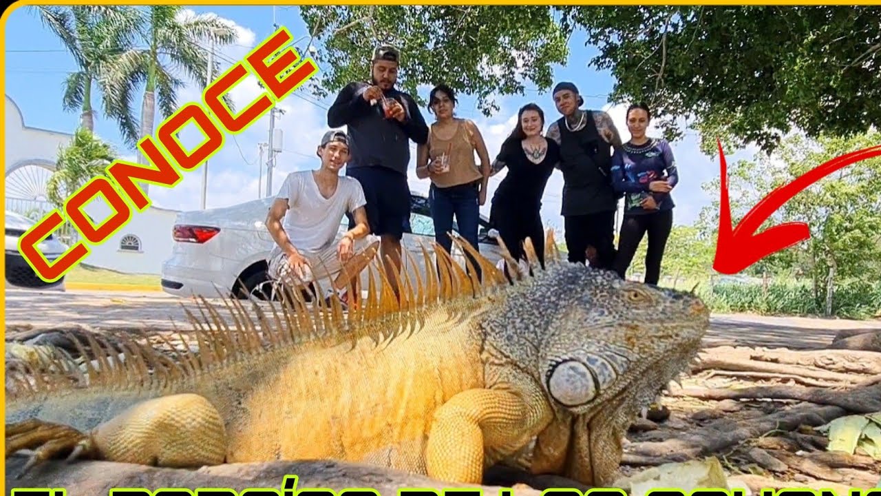 El Paraíso de las IGUANAS!  Cientos de iguanas en este lugar! 🦎🦎