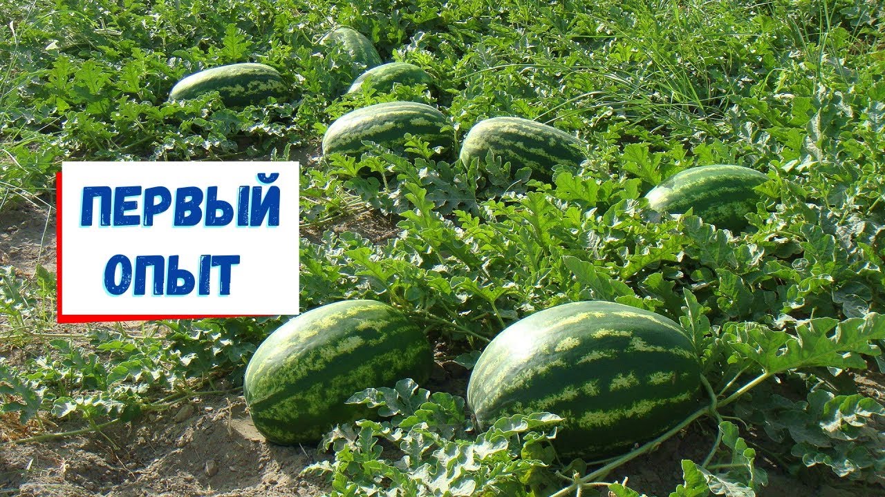 Арбузы солнечной Вилейщины