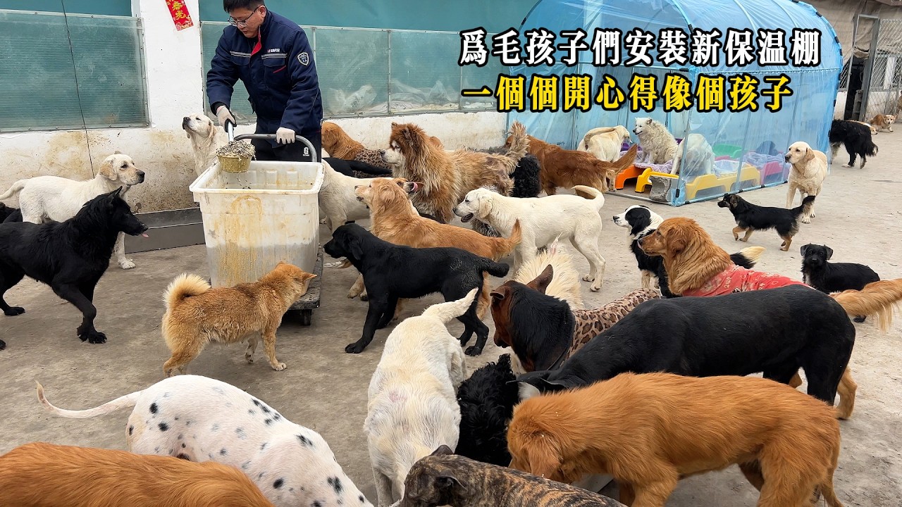 為預防倒春寒，給毛孩子們安裝新保溫棚，一個個開心的像孩子一樣