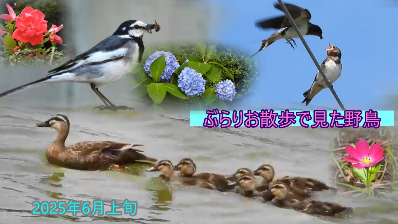 カルガモ親子○○にびっくり　ツバメ親子　鳥の大群　マガモ・カップル　カワラヒワ　ホオジロ　ハクセキレイ　初夏の花々など