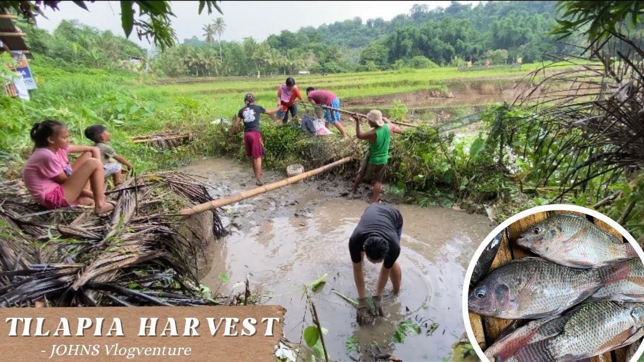 HARVESTING TILAPIA | MALAKI & MASARAP | JOHNS VLOGVENTURE #buhayprobinsya  #dailyvlog  #bukid